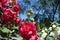 Red double flowered hollyhock against blue sky