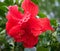 Red, Double Hibiscus Bloom