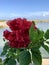 Red Double Hibiscus Flower