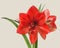 Red double hippeastrum amaryllis  on gray background