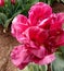 Red Double tulip closeup