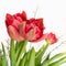 Red double tulips with white broom detail, square crop