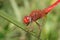 Red dragon fly on grass blade