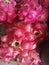 Red dragon fruit hylocereus polyrhizus is sweet and healthy