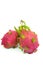 Red Dragon fruit - Tropical fruit