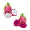 Red dragon fruit, whole fruit and half. Tropical fruits for healthy lifestyle. Realistic 3d Design Element For Web Or Print