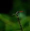 red dragon resting with clear background