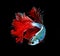 Red dragon siamese fighting fish, betta fish on black b