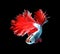 Red dragon siamese fighting fish, betta fish isolated on black b