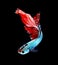 Red dragon siamese fighting fish, betta fish isolated on black b