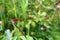 Red dragonflies perch on dry branches.