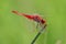 Red Dragonfly