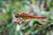 Red dragonfly body view on green natural background