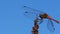 Red Dragonfly on a Branch on Blue Sky Background