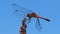 Red Dragonfly on a Branch on Blue Sky Background