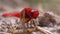 Red Dragonfly Close-up. Dragonfly Sitting on the Sand at a Branch of the River.