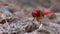 Red Dragonfly Close-up. Dragonfly Sitting on the Sand at a Branch of the River.