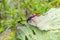 Red Dragonfly eats small insects on the cabbage leaves.