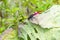 Red Dragonfly eats small insects on the cabbage leaves.