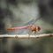Red dragonfly insect resting on twig closeup macro square