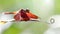 Red dragonfly on a leaf, macro photo of this gracious and fragile Odonata insect with backlit on a green background