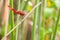 Red dragonfly looking at the camera and green