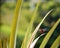 Red dragonfly on lush green tropical plants