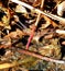 Red Dragonfly from the Mackay Botanical Gardens