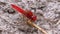 Red Dragonfly Macro. Dragonfly Sitting on the Sand at a Branch of the River.