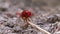 Red Dragonfly Macro. Dragonfly Sitting on the Sand at a Branch of the River.