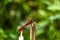 Red dragonfly, macro photo, on a cane