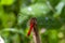 Red dragonfly, macro photo, on a cane