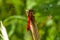 Red dragonfly, macro photo, on a cane