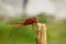 Red dragonfly in the morning perched on a twig with blurred background