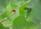 Red dragonfly, natural green leaves background