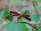 Red dragonfly perch on a twig