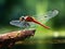 Red dragonfly perched on a branch above the pond   Made With Generative AI illustration