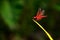 Red dragonfly perched on a yellow leaf with dark green background