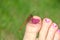 Red dragonfly red-veined darter resting on a human toe