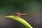 Red dragonfly Red-Veined Darter  sitting on leaf