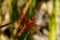 Red Dragonfly on a Reed in a Pond