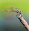 Red Dragonfly Resting on a Stick