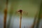 A red dragonfly rests on a dead flower