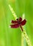 Red dragonfly on rice