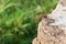 Red dragonfly on rock (1)