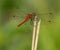 Red dragonfly sitting on top of dry vegetation