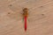 Red dragonfly sitting on a wood surface