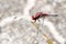 Red dragonfly with spread wings close up resting on a stick