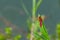 Red dragonfly stay on green leaves