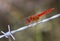 red  dragonfly on the wire in Camargue, France